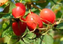 Beneficiile vitaminei P pentru creier